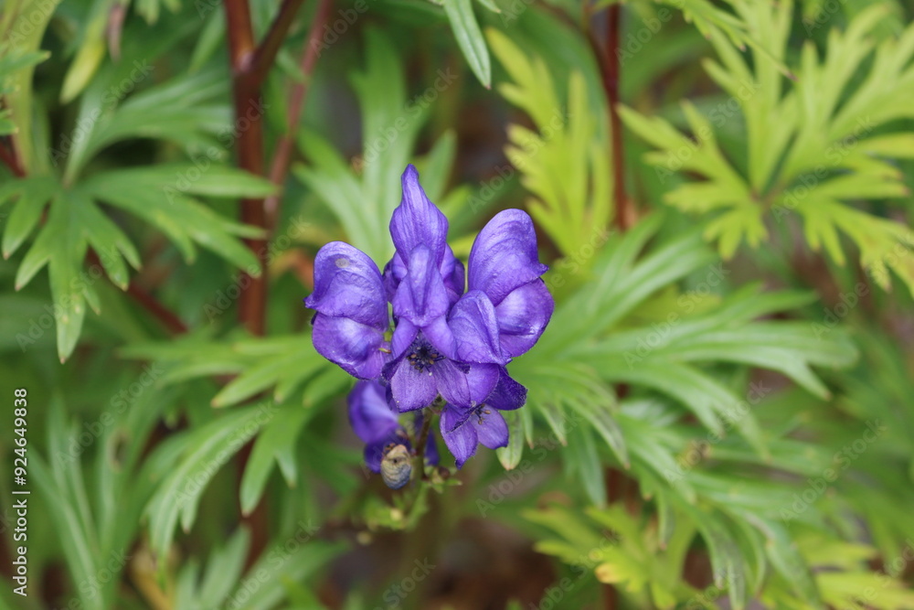 Sweden. Aconitum napellus, monkshood, aconite, Venus' chariot or wolfsbane, is a species of highly toxic flowering plants in the genus Aconitum of the family Ranunculaceae. Sweden. Aconitum napellus, monkshood, aconite, Venus' chariot or wolfsbane, is a species of highly toxic flowering plants in the genus Aconitum of the family Ranunculaceae.