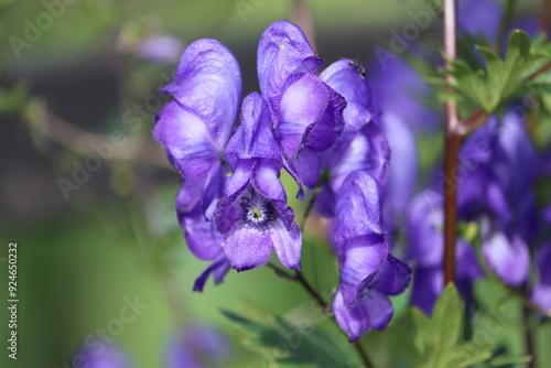 Sweden. Aconitum napellus, monkshood, aconite, Venus' chariot or wolfsbane, is a species of highly toxic flowering plants in the genus Aconitum of the family Ranunculaceae. photo