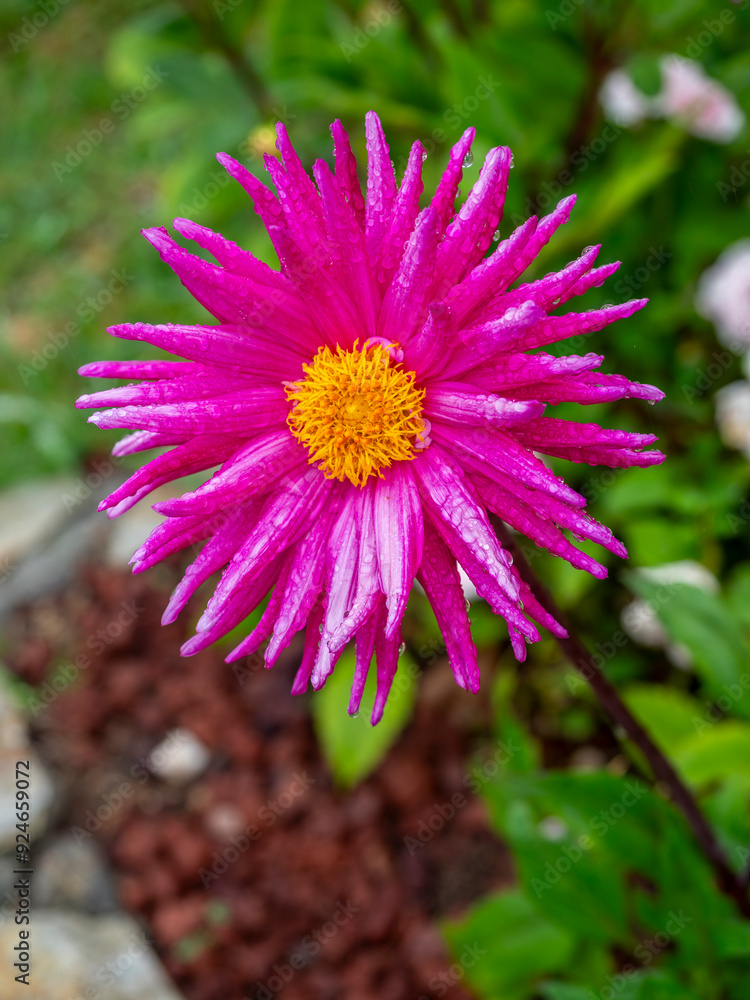 Obraz premium detail of a pink cactus dahlia flower (Pretty in Pink dahlia) in a garden with blurred background