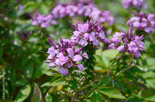 Wallpaper Mural Group of purple and red Cleome hassleriana flowers or Spinnenblume or Cleome spinosa is on a green blurred background. Natural closeup on the pink flower of Cleome hassleriana Torontodigital.ca