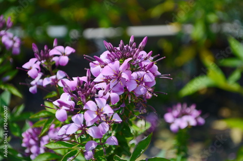 Group of purple and red Cleome hassleriana flowers or Spinnenblume or Cleome spinosa is on a green blurred background. Natural closeup on the pink flower of Cleome hassleriana