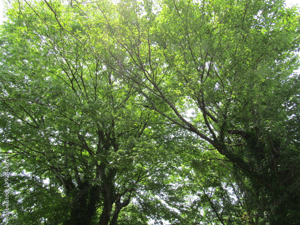大分県由布市湯布院町、初夏の木立の風景 大分県由布市湯布院町、初夏の木立の風景