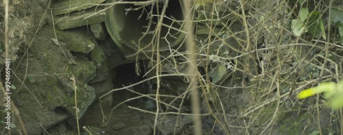 A pipe is covered in weeds and grass. The pipe is in a field and is surrounded by tall grass photo