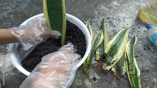 Sansevieria or snake plant propagation with new pups growing with roots is planted on a pot. Hands activity in the garden of propagating sansevieria. photo