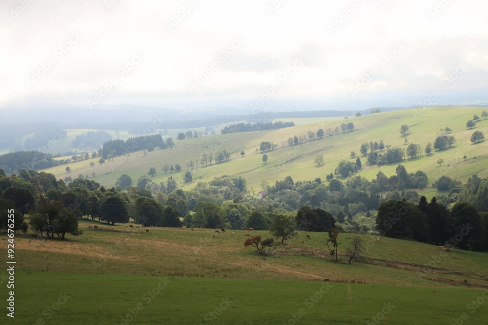 Fototapeta premium View to grazing cattle in distance in the mountains