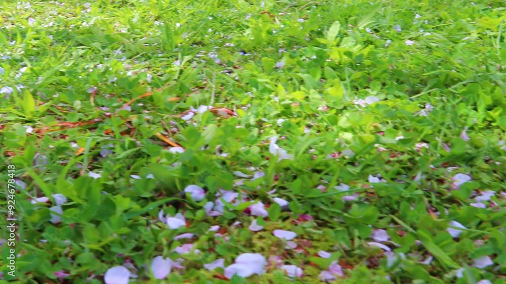緑の芝生と桜の花びらの絨毯 緑の芝生と桜の花びらの絨毯