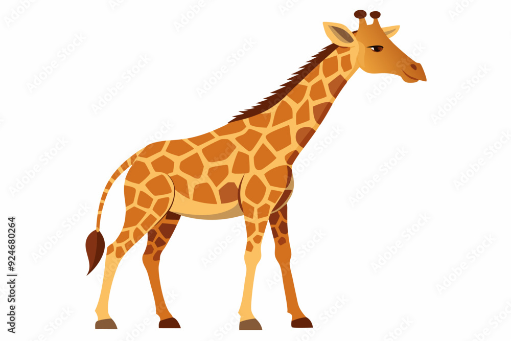 Cartoon illustration of a giraffe standing on a white background Cartoon illustration of a giraffe standing on a white background