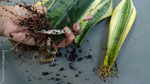 Sansevieria or snake plant propagation with new pups growing with roots. Hands activity in the garden of propagating sansevieria. photo