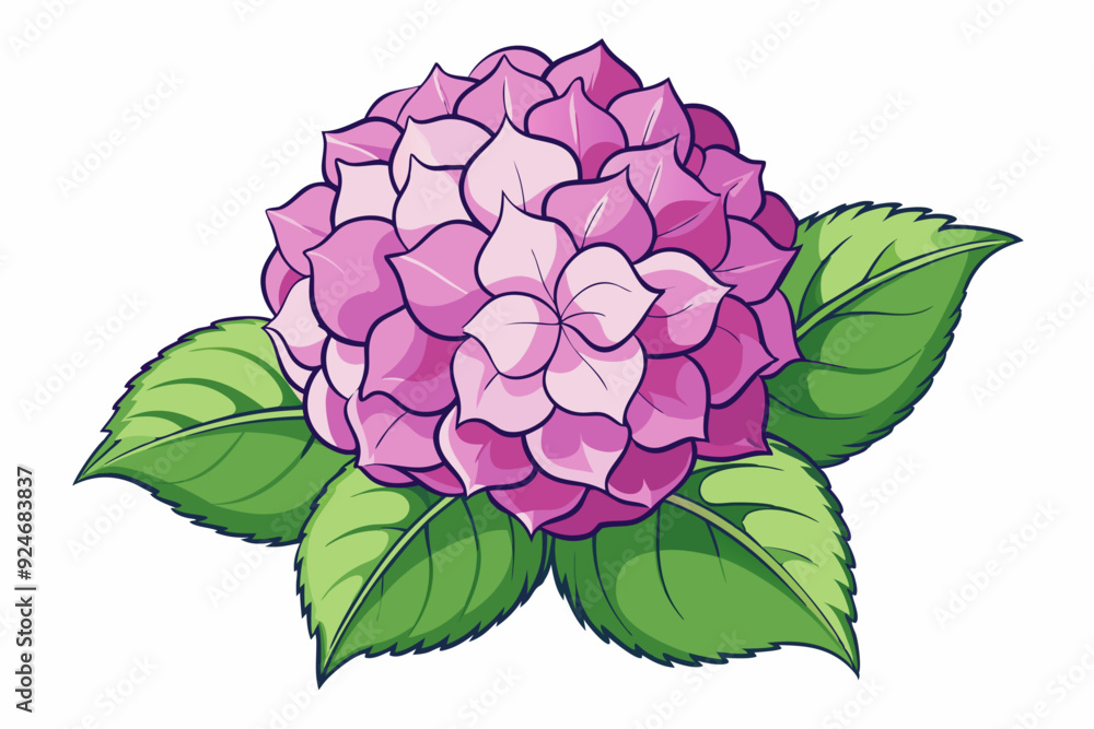 Pink Hydrangea Flower with Green Leaves Pink Hydrangea Flower with Green Leaves