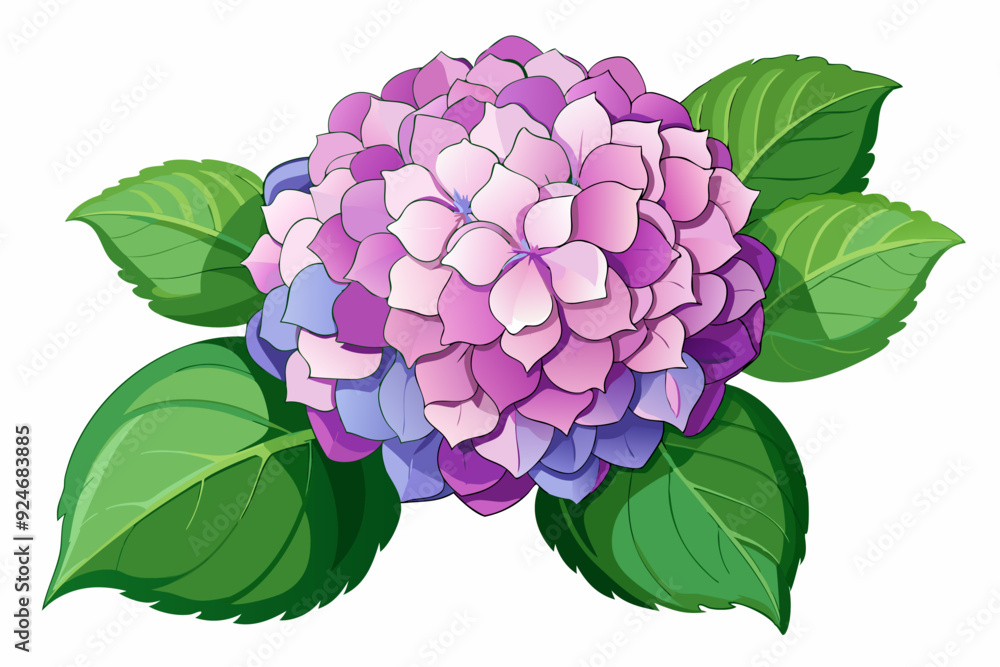 Pink and Purple Hydrangea Flower with Green Leaves Pink and Purple Hydrangea Flower with Green Leaves