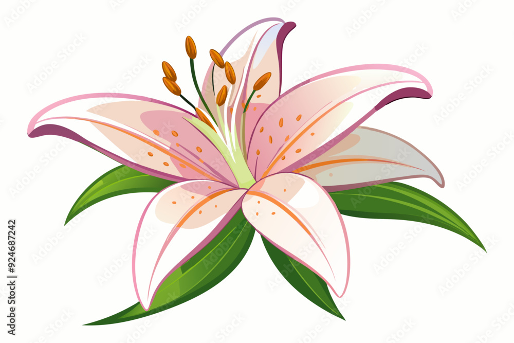 Fototapeta premium A Single Pink Lily Blossom with Green Leaves