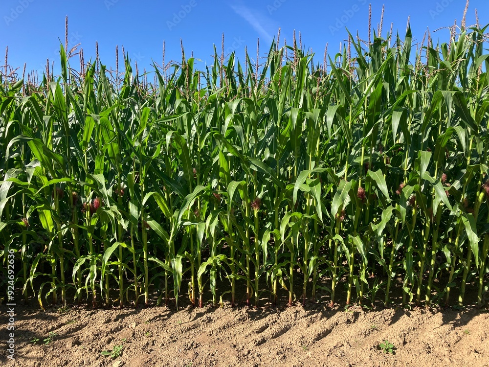 corn field in summer with sky corn field in summer with sky