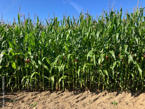 corn field in summer with sky