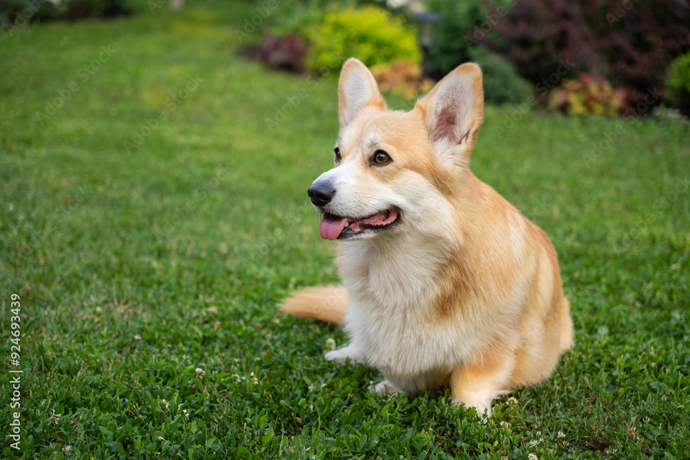 Very beautiful dog breed corgi joyfully running on a green lawn in the garden with tongue out and ears up Very beautiful dog breed corgi joyfully running on a green lawn in the garden with tongue out and ears up
