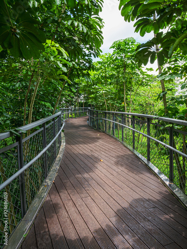 wooden bridge in the forest