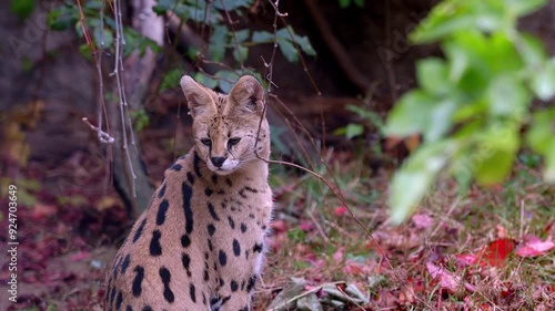 Serval cat is looking around in the grass