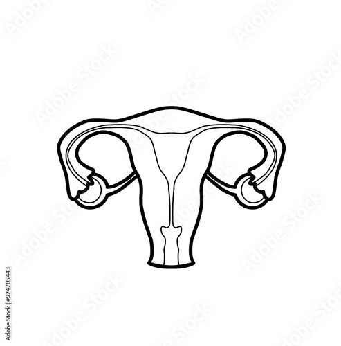 Uterus, fallopian tubes , feminity illustration gynecology  photo