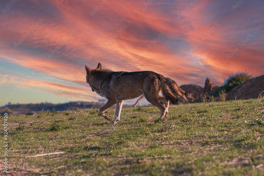 Photographs of a wolf in nature. Photographs of a wolf in nature.
