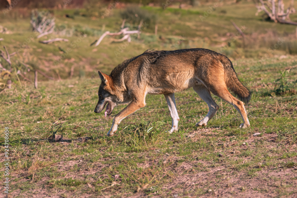 Photographs of a wolf in nature. Photographs of a wolf in nature.