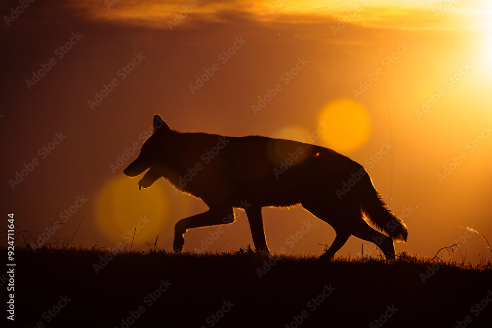 Photographs of a wolf in nature. Photographs of a wolf in nature.