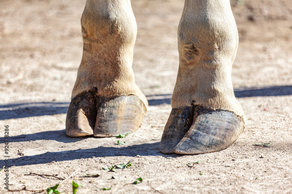 Hooves of a giraffe on a dirt ground. Animal feet is standing still and not moving