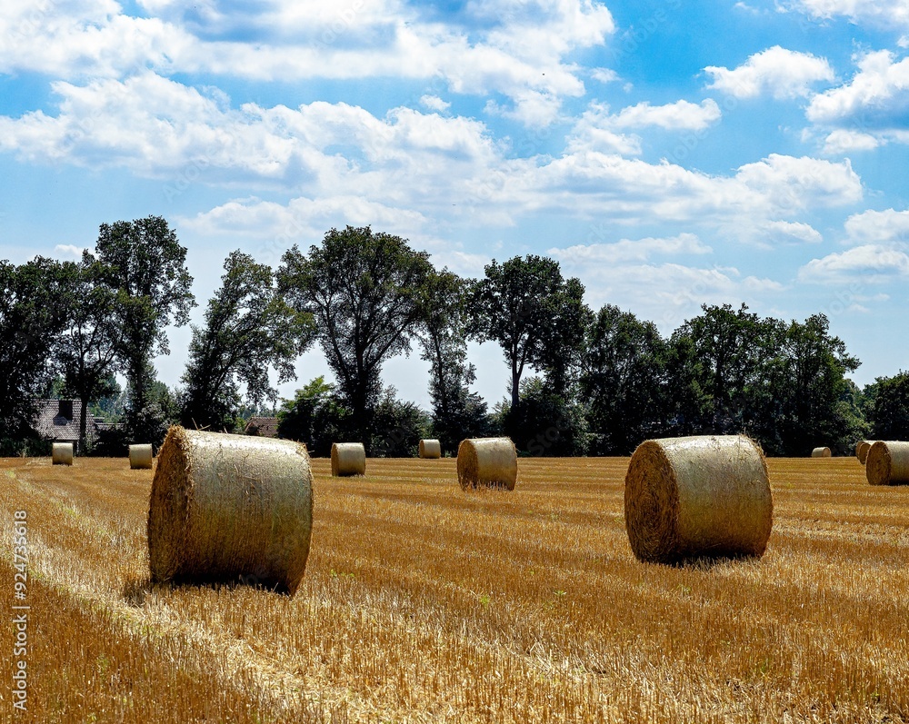 Harvest time in the farmers' fields