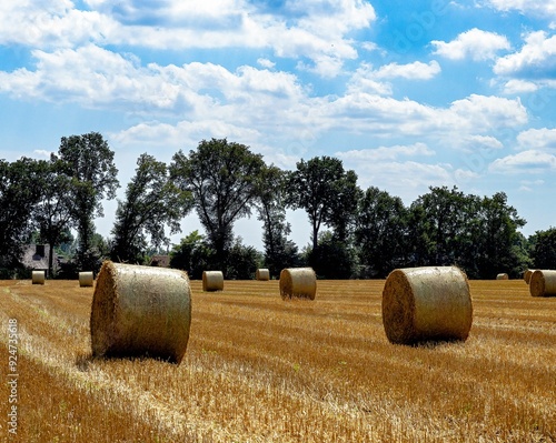 Obraz na płótnie Harvest time in the farmers' fields w salonie