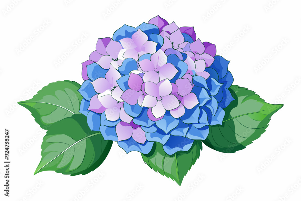 Close-up of a blue and purple hydrangea flower with green leaves Close-up of a blue and purple hydrangea flower with green leaves