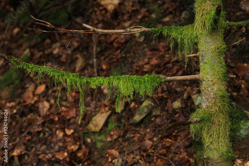 A mossy tree along the hiking Trail Rabenschlucht (Raven Gorge) in Todtmoos, High Black Forest germany photo