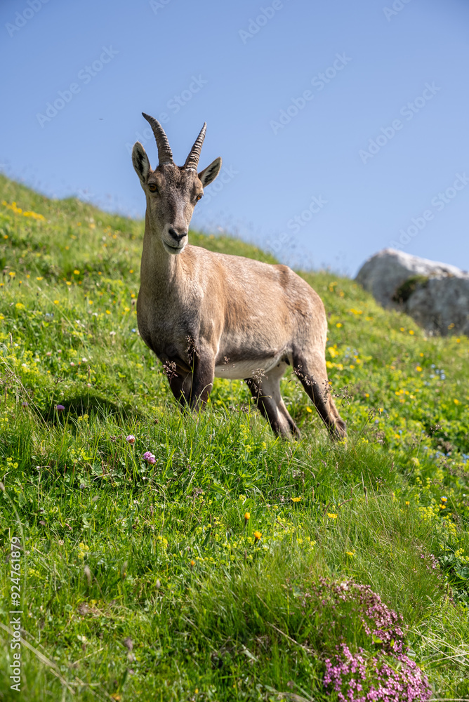 mountain goat on a mountain looking at the camera. vertical mountain goat on a mountain looking at the camera. vertical