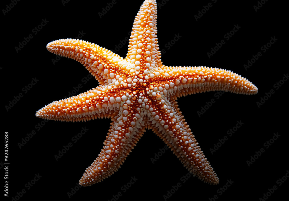 Close-up of a Starfish on a Black Background. Close-up of a Starfish on a Black Background.