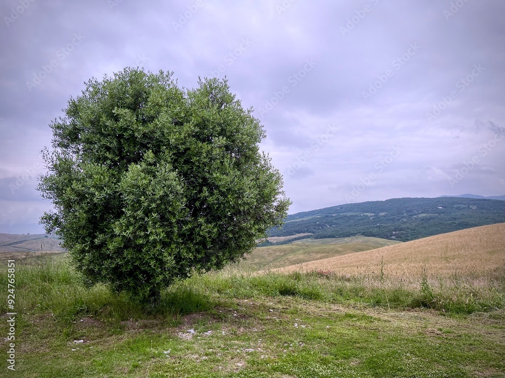 Panorama pittoresco con un maestoso albero solitario che si staglia contro un vasto cielo, incorniciato da un paesaggio naturale sereno. Panorama pittoresco con un maestoso albero solitario che si staglia contro un vasto cielo, incorniciato da un paesaggio naturale sereno.