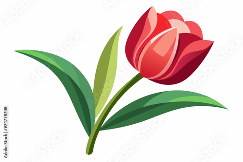 Single Red Tulip with Green Stem and Leaves