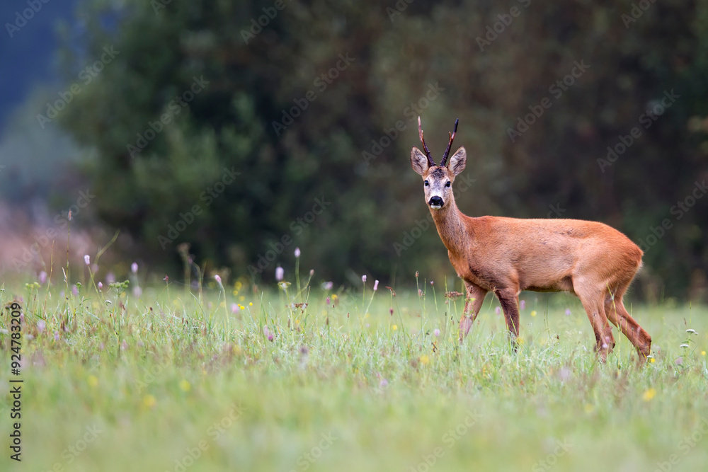 Obraz premium Roe buck in the wild