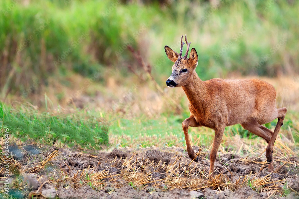 Buck deer in the forest Buck deer in the forest