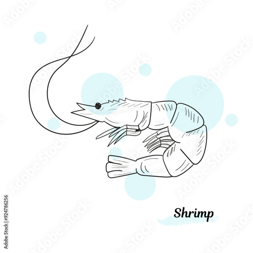 Large shrimp sketch, hand drawn prawn in engraved graphic style for fish menu restaurants and for packaging, vector