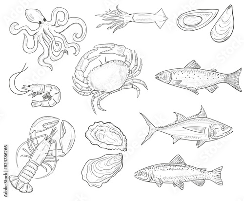 Vector hand drawn illustration with seafood. Sketch. Mediterranean cuisine. Lobster, oysters, shrimp, fish, mussels, crab, tuna, salmon, trout, squid.