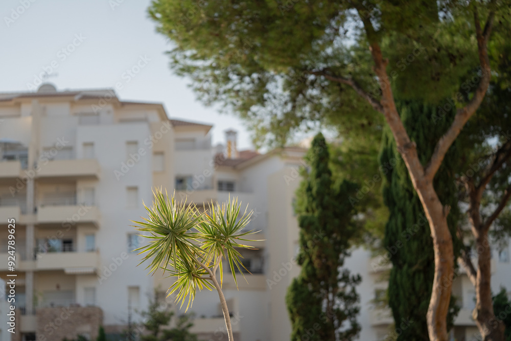 Fototapeta premium Palm tree in front of apartment building in Athens, Greece.