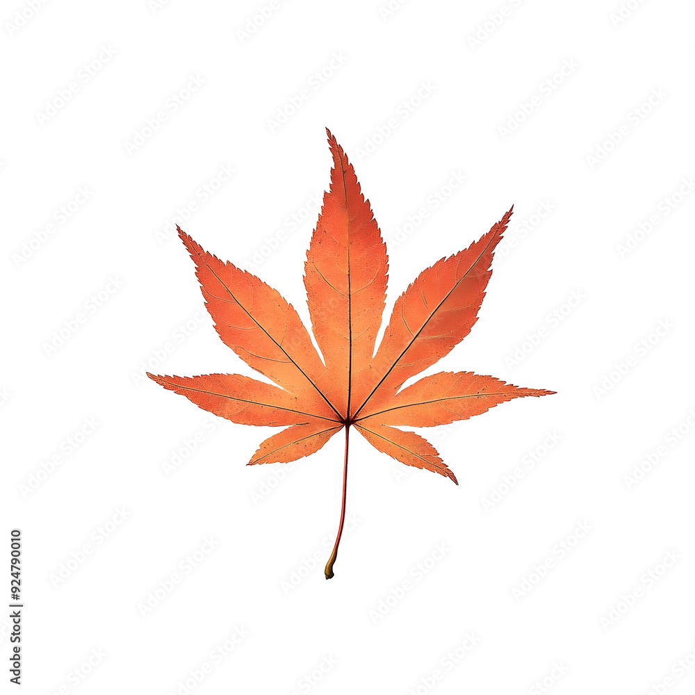 Delicate Japanese Maple Leaf on Plain White Transparent Background PNG Delicate Japanese Maple Leaf on Plain White Transparent Background PNG
