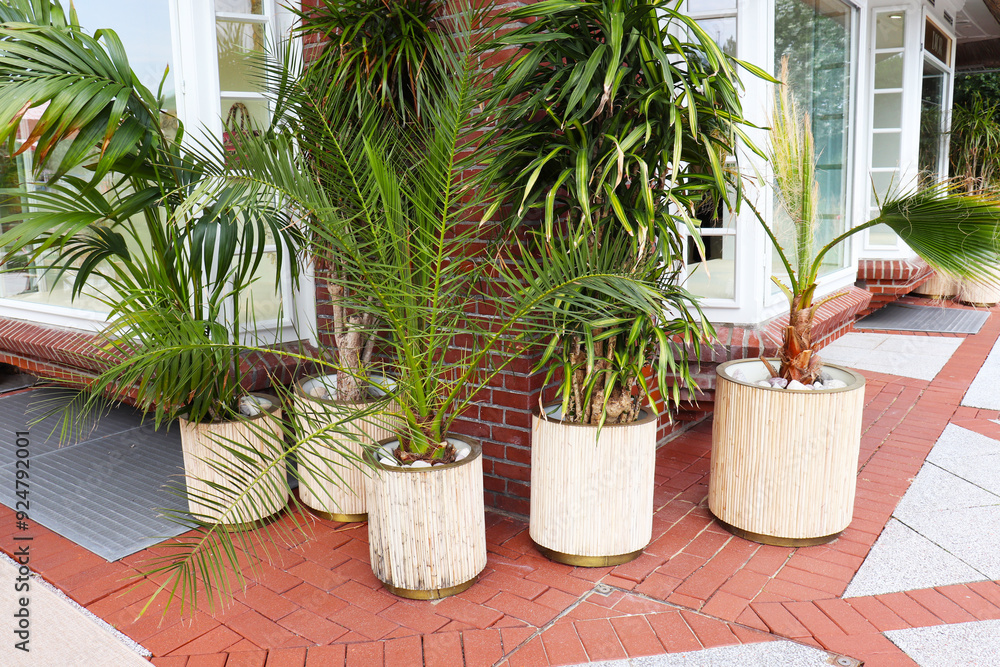 Fototapeta premium potted plants. young palm trees in wooden pots on the city street