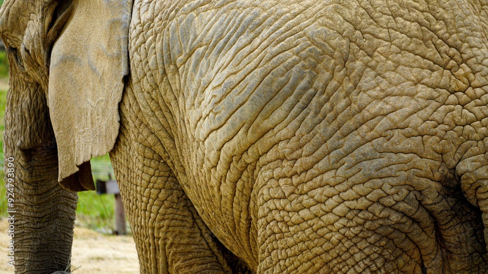 Fototapeta premium Close up image of an African elephant's skin. Background safari animal texture with copy space. Wrinkled, leathery dry texture with deep cracks and crevices. Looks like a rock face or dry wilderness. 