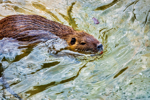 Nutria