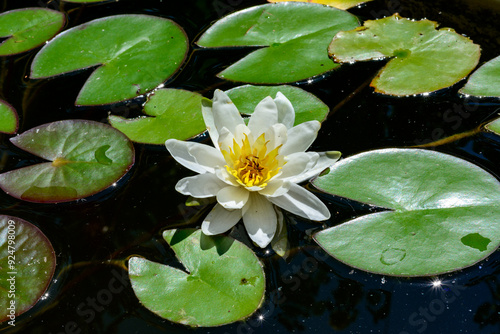 Fototapeta Nymphaea blooming with white flowers in an artificial pond