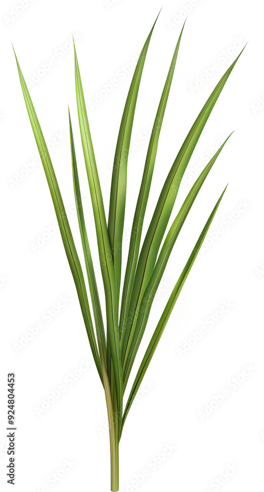 A close-up of green blades of grass