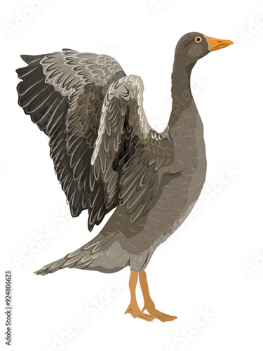 The gray domestic goose stands with its wings spread. Farm Birds, Realistic Vector Animal