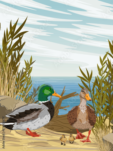 A duck and a mallard drake stand on the shore of a lake. Realistic vector vertical landscape