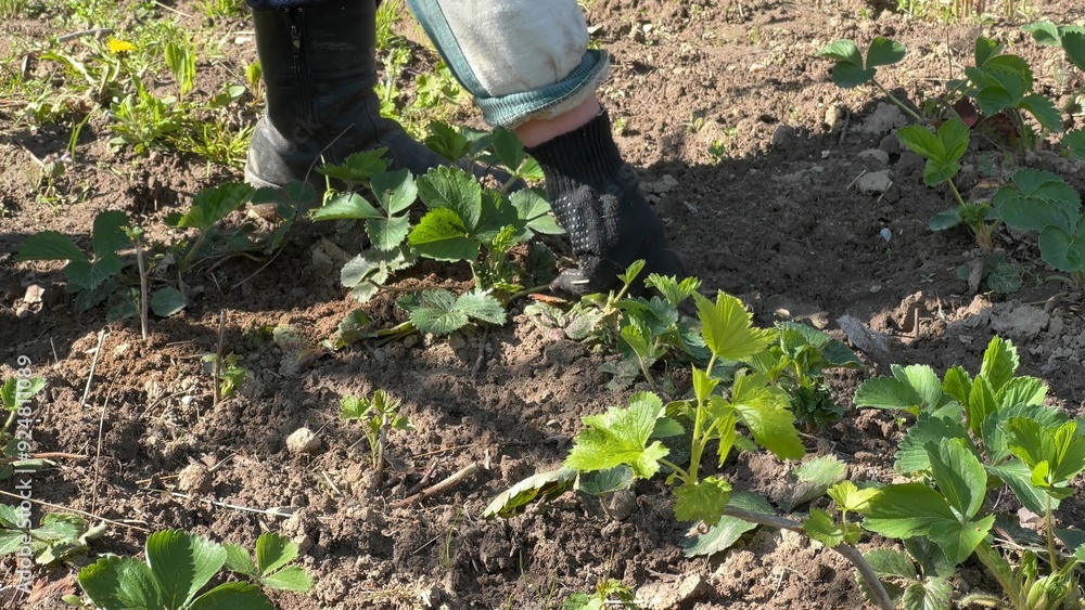 An elderly woman weeding a vegetable garden with strawberries. An elderly woman weeding a vegetable garden with strawberries.