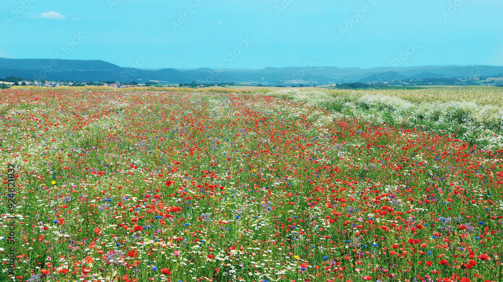 Fototapeta premium A meadow with wildflowers and poppies on a blue sky.