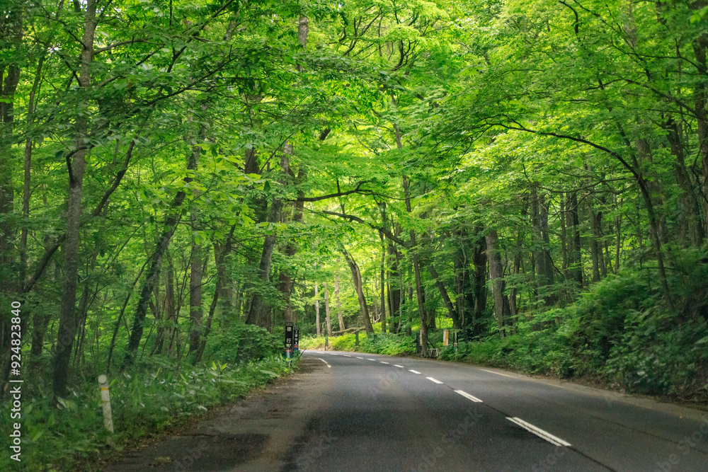 A Serene Journey Through the Verdant Forest Road A Serene Journey Through the Verdant Forest Road