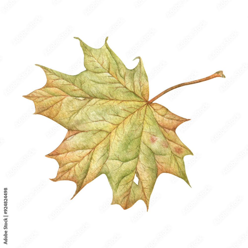 Autumn maple leaf hand-painted in watercolor, highlighted on a white background. Elements of autumn nature. For stickers, prints on clothes, emblems, postcards. Autumn maple leaf hand-painted in watercolor, highlighted on a white background. Elements of autumn nature. For stickers, prints on clothes, emblems, postcards.